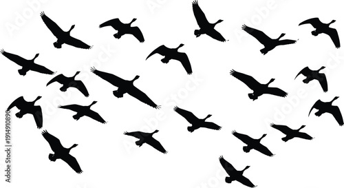 Flying Goose Silhouettes Collection in Various Wing Positions Representing Wildlife Migration Nature and Freedom Concept in Minimal Black Vector Illustration