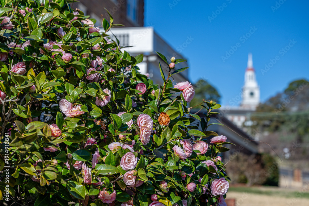 Obraz premium camelia flower