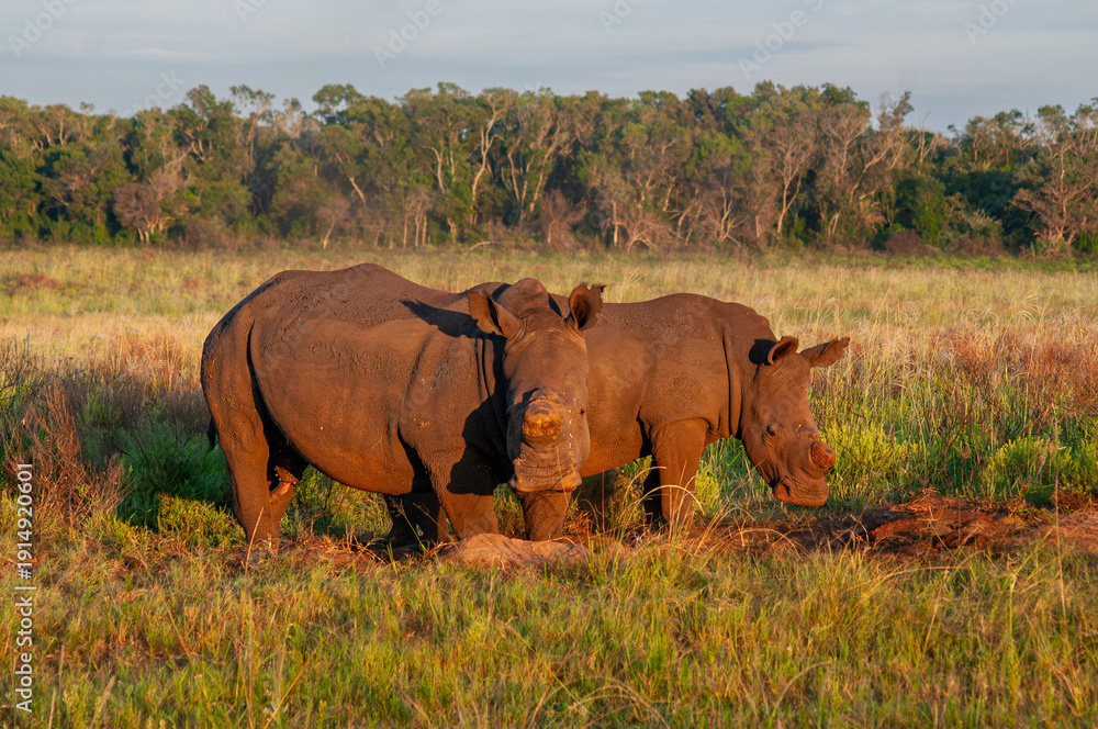 Obraz premium Two White Rhinoceroses in Golden Morning Light, iSimangaliso Wetland Park, South Africa