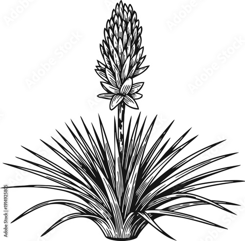 Yucca plant with long pointed leaves and tall flower spike detailed black and white botanical illustration