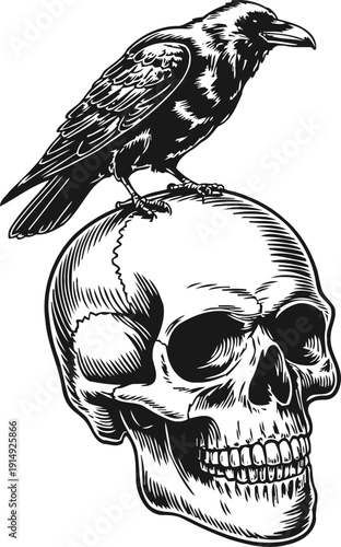 Black raven perched on human skull illustration gothic halloween dark spooky death symbol art