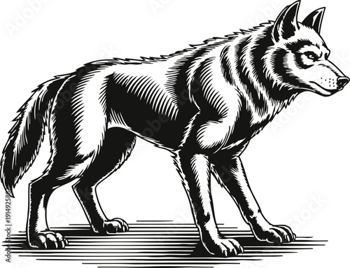 Black and white illustration of a standing wolf with detailed fur and intense gaze