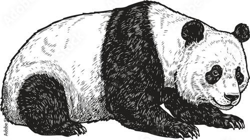 Hand drawn giant panda illustration, black and white sketch of resting bear with detailed fur texture