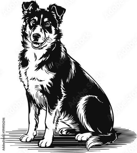Black and white border collie dog illustration sitting and smiling, detailed sketch