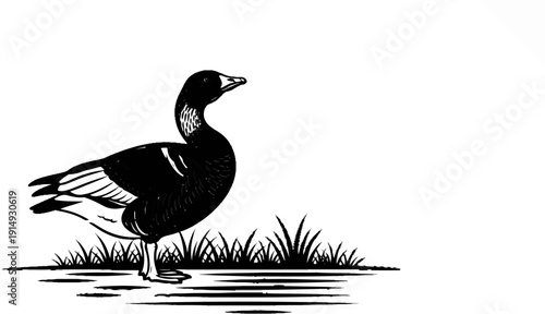 A black and white illustration of a goose standing in grass by water