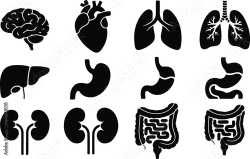 Human Anatomy Outline Icon Set  Essential Internal Organs Collection