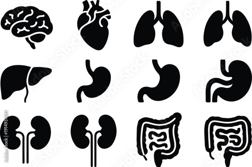 Human Anatomy Outline Icon Set  Essential Internal Organs Collection