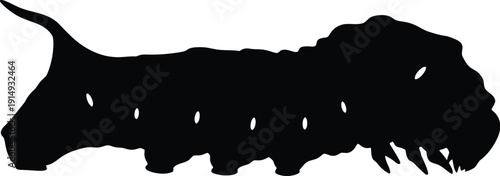 Caterpillar larva silhouette shows spiky texture and segmented body.