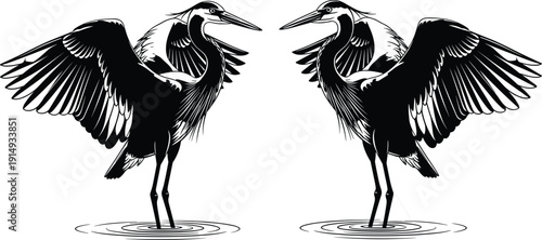 Black silhouette of two majestic cranes with wings spread standing in water, marsh bird wildlife, cad drawing flat vector illustration.