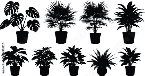 Tropical house plants in pots a striking black shape silhouette
