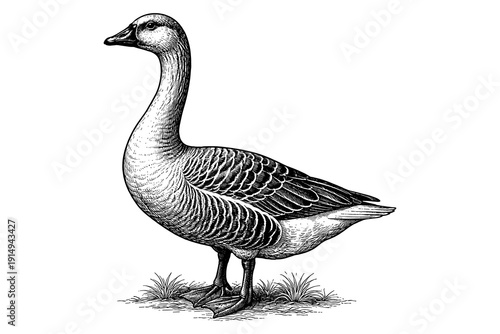 Detailed line art of a goose standing gracefully on grass
