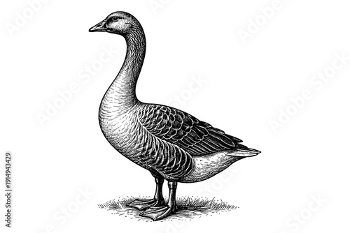Detailed pen ink drawing of a standing goose on grass background