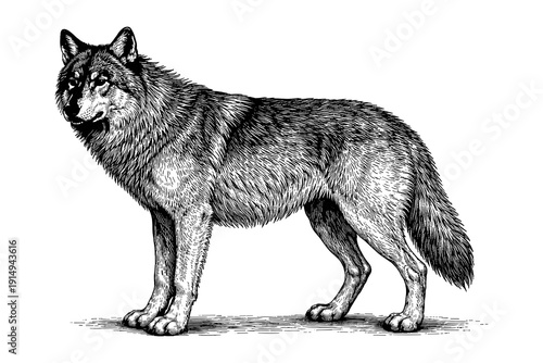 Detailed pen and ink wildlife art of a standing wolf in black and white