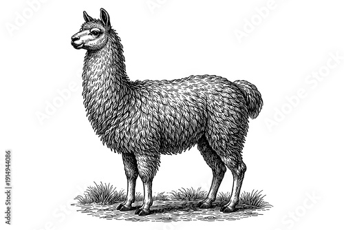 Intricate black and white llama drawing with detailed fur and grass