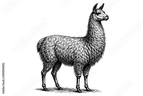 Detailed llama engraving with vintage black and white style