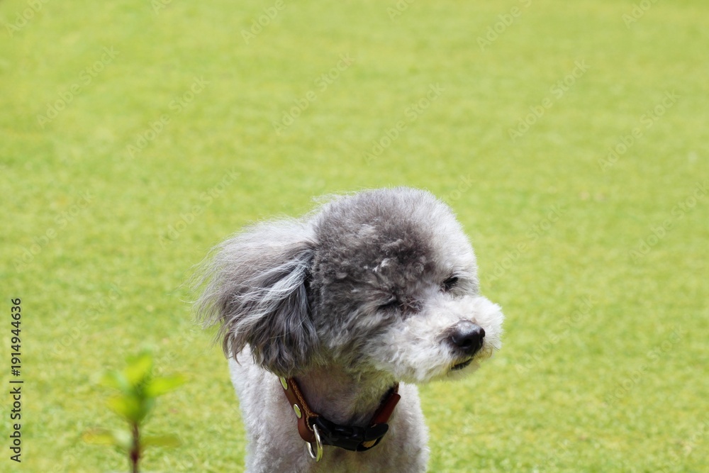 Fototapeta premium 犬 トイプードル 芝生の上に立つトイプードル 風になびくトイプードルの毛 プードルの自然な表情