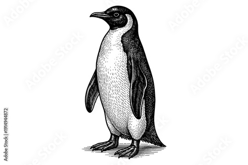 Detailed penguin sketch: realistic black and white engraving art for nature themes