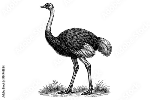 Detailed black and white engraving of an ostrich in vintage style