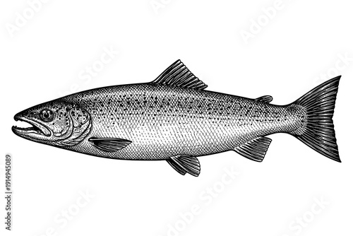 Vintage style engraving of a salmon fish in black and white
