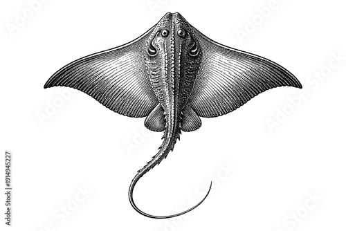 Detailed black and white engraving of a manta ray with spread wings