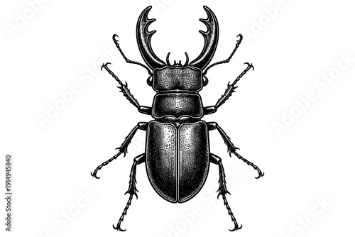 Detailed engraving of a stag beetle with intricate antlers and texture