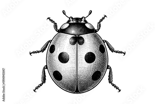 Intricate black and white stippled ladybug artwork