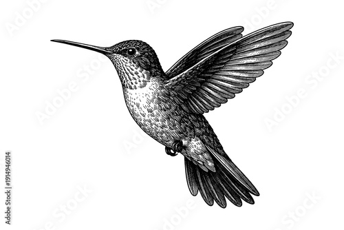 Intricate hand-drawn hummingbird with detailed wings in flight on white background