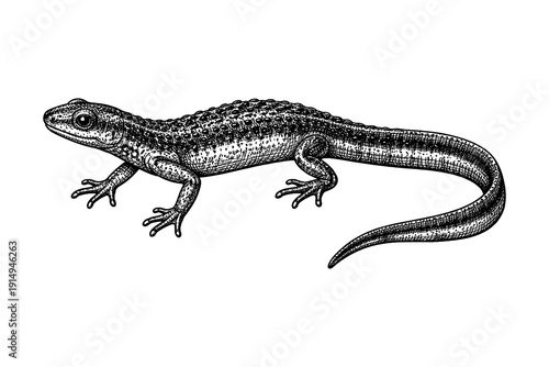 Detailed ink drawing of a realistic lizard with textured skin