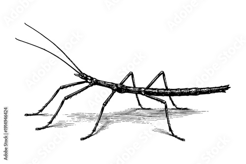 Detailed black and white stick insect sketch with intricate line work