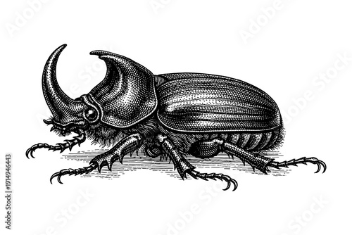 Detailed black and white engraving of rhinoceros beetle featuring intricate linework