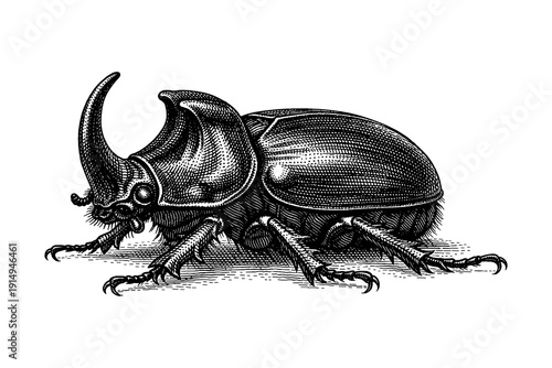 Detailed engraving of a rhinoceros beetle in vintage style
