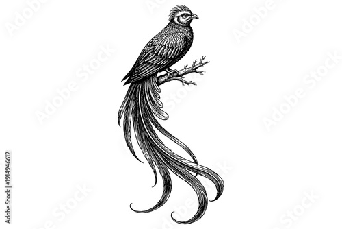 Detailed ink drawing of a majestic bird with long tail on branch
