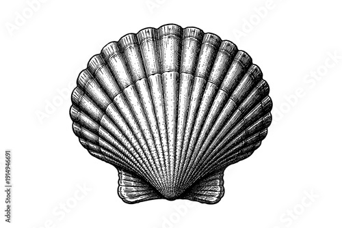 Intricate black and white seashell artwork in vintage engraving style