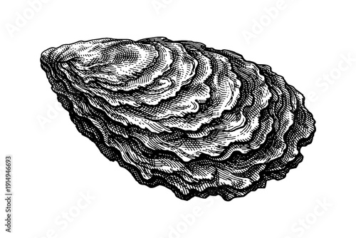 Detailed vintage engraving of oyster shell with intricate texture