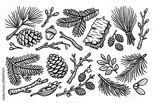 Hand drawn forest elements with pine cones, branches, and leaves for creative designs