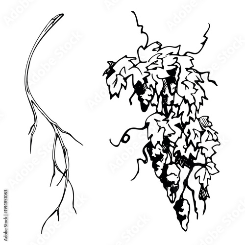 Grapevine with leaves and curling tendrils, grape fruit clusters, rustic winery symbol, natural vineyard botanical. Hand drawn ink vector illustration for farm branding, travel themes, harvest artwork