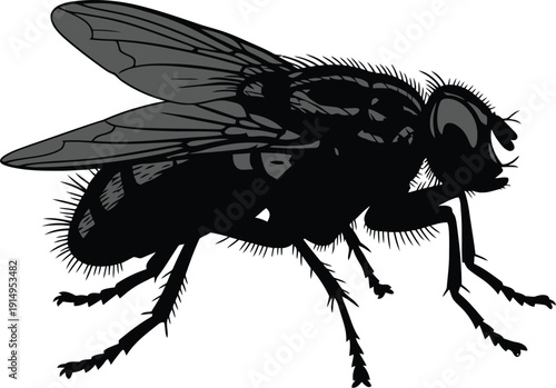 Detailed silhouette illustration depicts a common housefly insect resting.