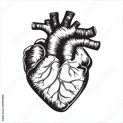 Illustration of a man's heart against a white background
