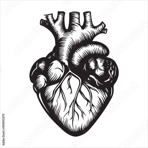 Illustration of a man's heart against a white background