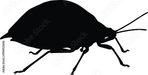 Aphid insect silhouette shows its large rounded body profile against white.