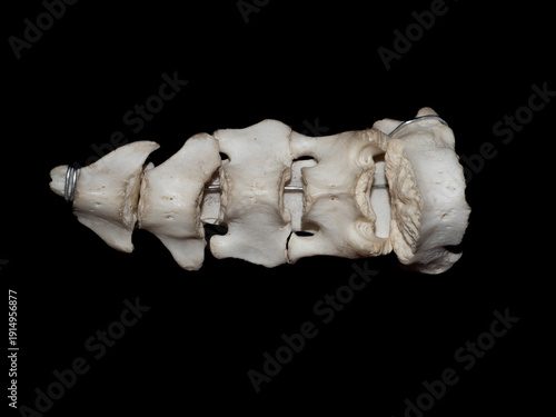 Foto Parts of a common seal spine on a sterile black background