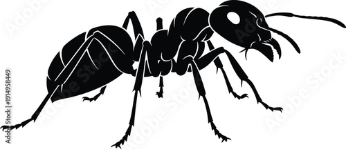 Black silhouette graphic of an aggressive ant insect showing clear.