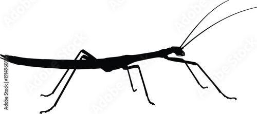 Stick insect insect silhouette profile stands on an invisible surface.
