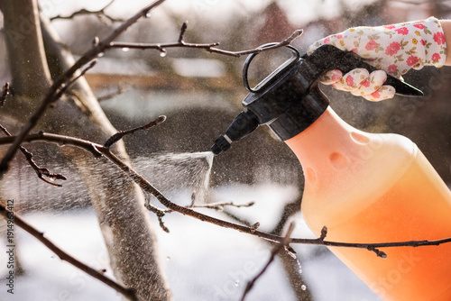 Fotografi Spraying Tree in Winter Garden or Dormant Spraying to Control Overwintering Pests and Diseases