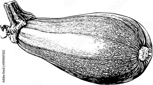 A black and white illustration of a long, curvy vegetable with detailed textures