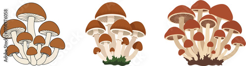 Illustration of clustered mushrooms with brown caps and light-colored stems, presented in a stylized, clean graphical format with a white background