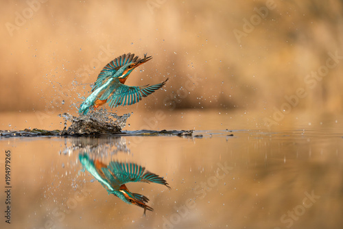 Photos Kingfisher, Alcedo atthis, catching a fish, with reflection in water, Hungary