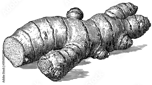Intricate, detailed, black and white line art illustration of a piece of ginger root