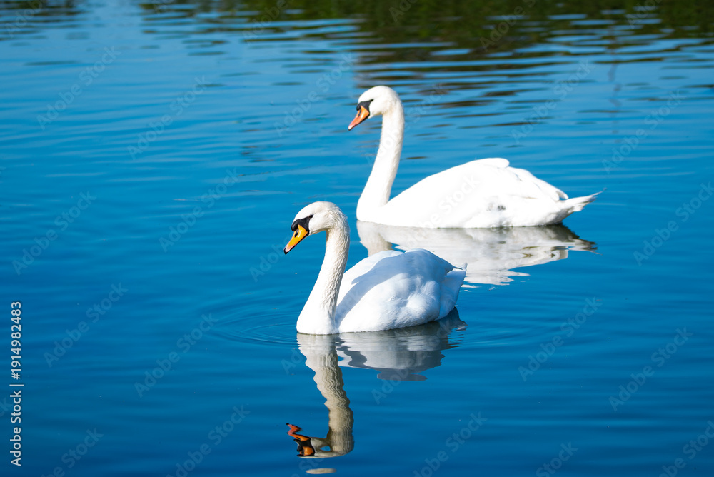Obraz premium Couple of swan floating on a pond.