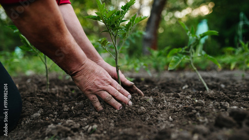 Obraz na plátně Planting homegrown tomato seedlings in soil.